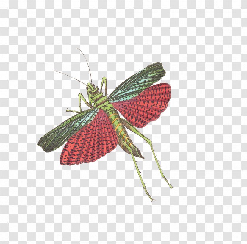 Insect Caelifera Grasshopper Illustration - Romalea Microptera - Flying Insects Transparent PNG