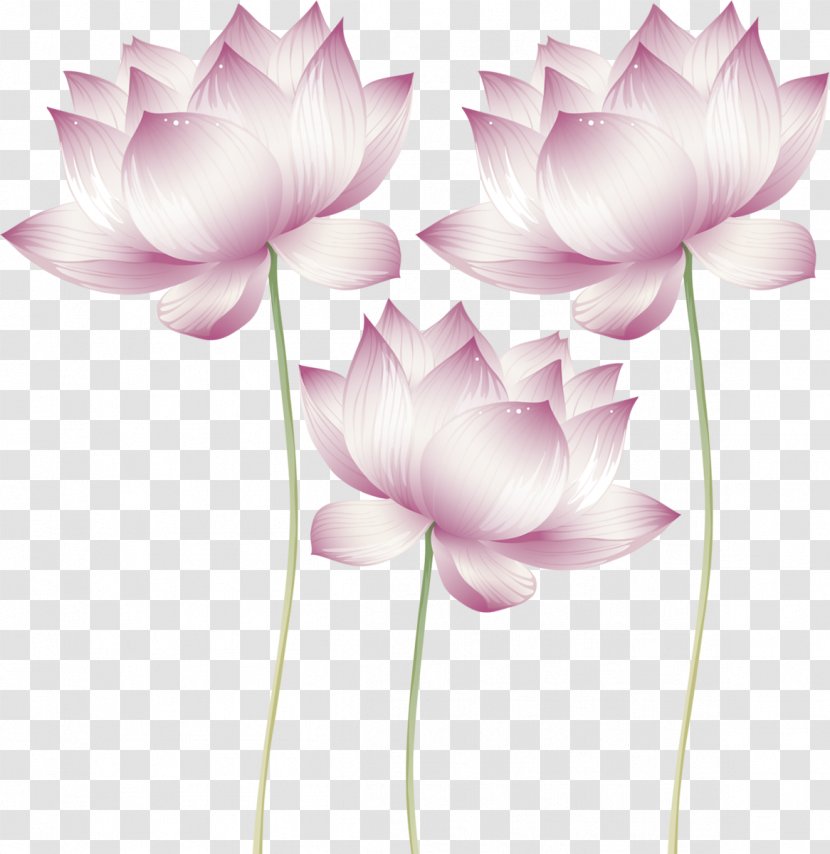 Nelumbo Nucifera Lotus Cars Proteales Suncatcher Tsukuyomi-no-Mikoto - Water Lilies Transparent PNG