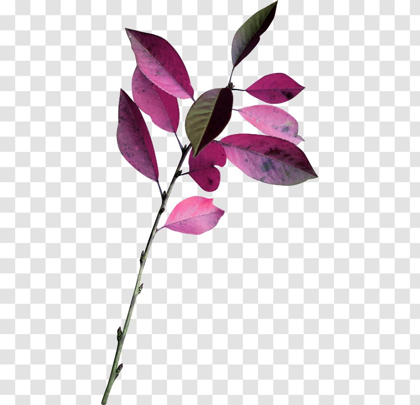 Leaf Branch Twig Plant Stem - Autumn Color - Watercolor Leaves key Transparent PNG