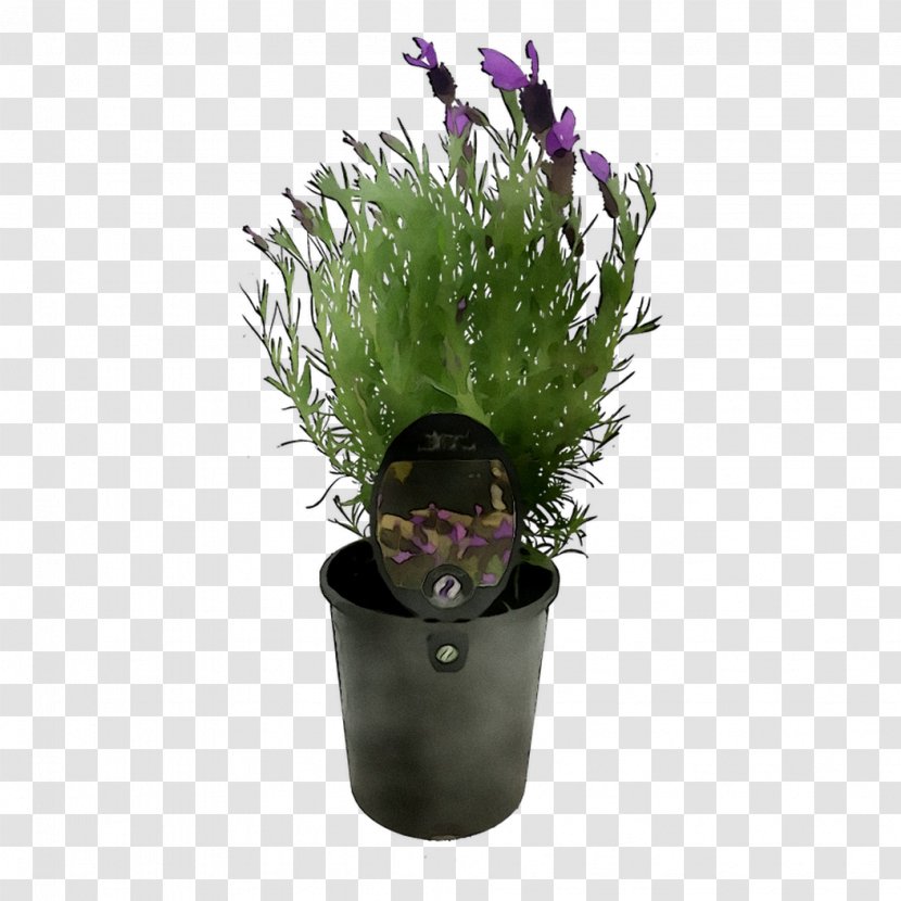 Flowerpot Houseplant Herb Purple - Flower Transparent PNG