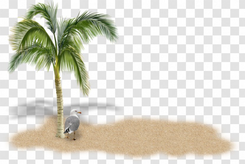 Stock Photography Arecaceae Tree Royalty-free - Tail - Sand Transparent PNG