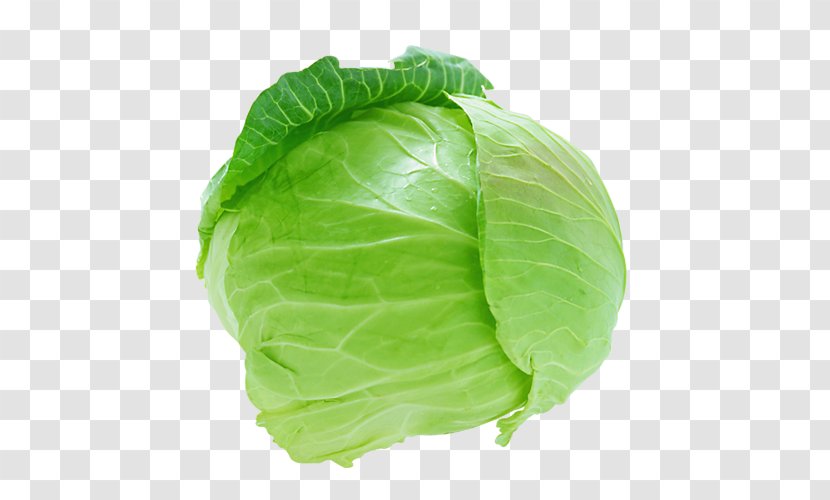 Capitata Group Coleslaw Cauliflower Savoy Cabbage Vegetable - Leaf Transparent PNG