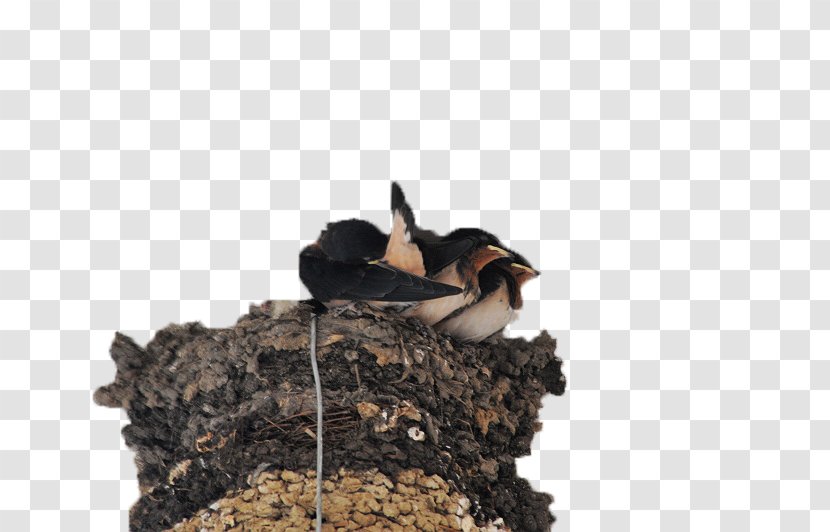 Swallows Nest Edible Birds - Eaves - Big Bird's Transparent PNG