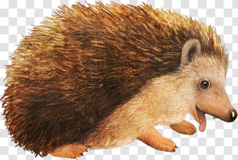 Hedgehog Cartoon - Motif - Small Animal Material Transparent PNG
