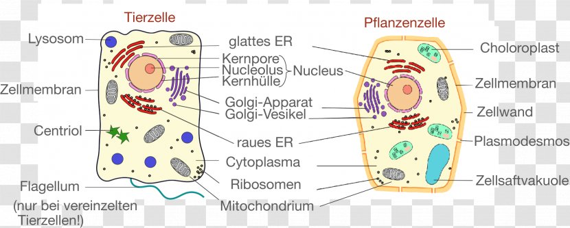 Plant Cell Cèl·lula Animal Biology - Flower Transparent PNG