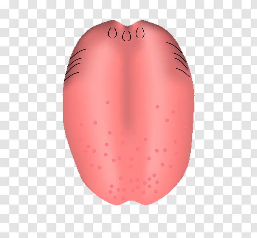 Human Mouth Tooth Tongue - Cartoon - Papillae Of Transparent PNG