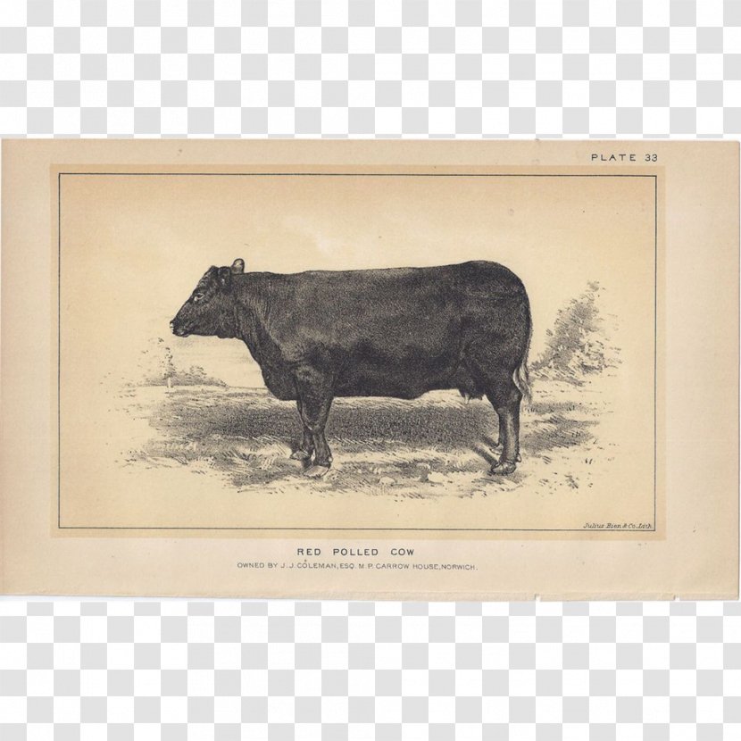 Bull Cattle Ox Pig Picture Frames Transparent PNG