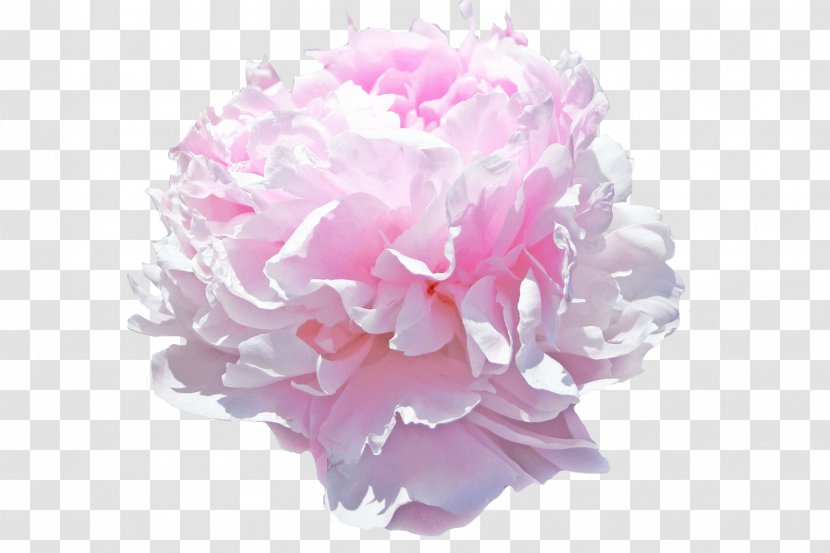 Peony Pink Flowers Paeonia (2 Litre Pot) Cut - Color Transparent PNG