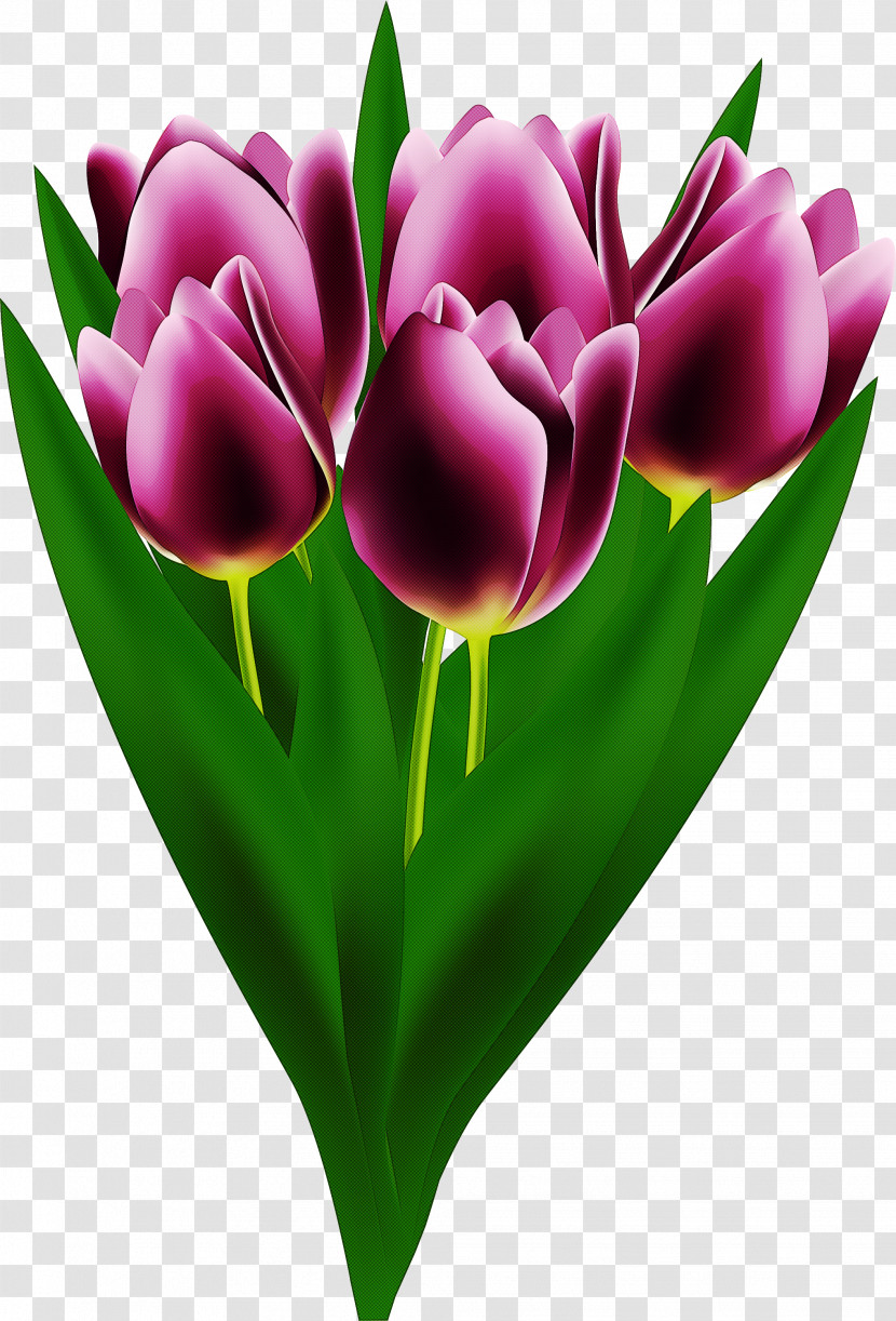 Tulip Petal Flower Tulipa Humilis Purple Transparent PNG