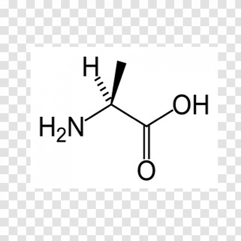 Leucine Proteinogenic Amino Acid Valine Essential Transparent PNG