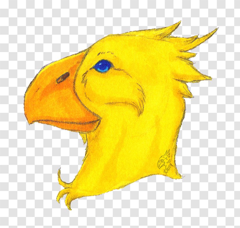 Beak Bird Artist Illustration - Chocobo - Infographic Transparent PNG