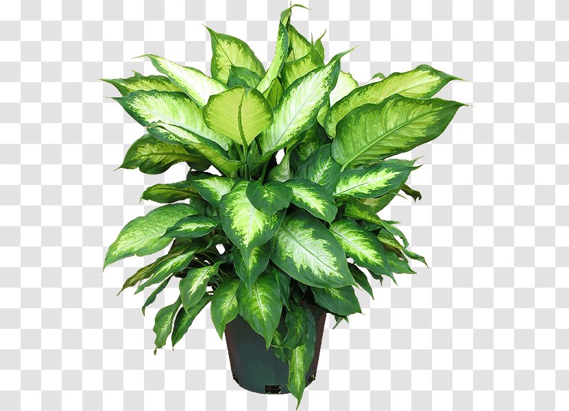 Houseplant Dieffenbachia Seguine Garden Croton - Peace Lily - Plant Transparent PNG