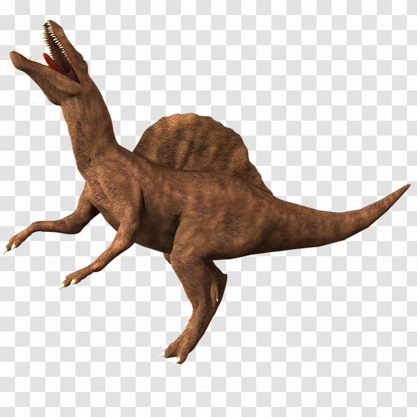 Spinosaurus Dinosaurs Baryonyx Tyrannosaurus Velociraptor - Dinosaur Transparent PNG