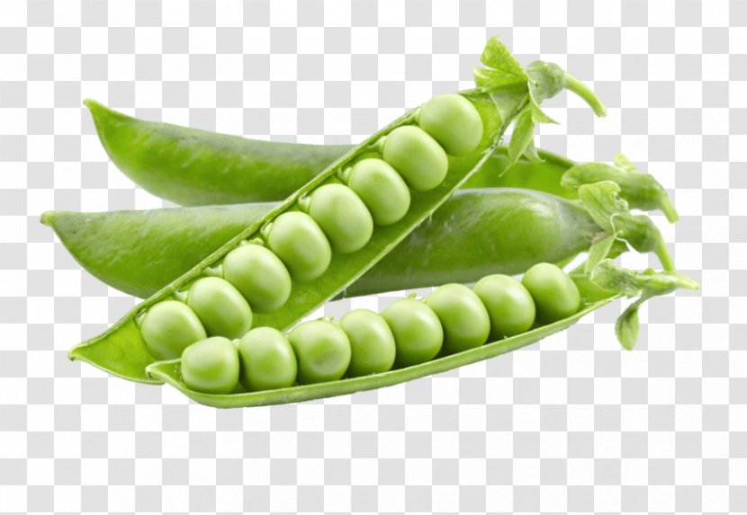 Lentil Snow Pea Legume Vegetable Pod - Leaf Transparent PNG