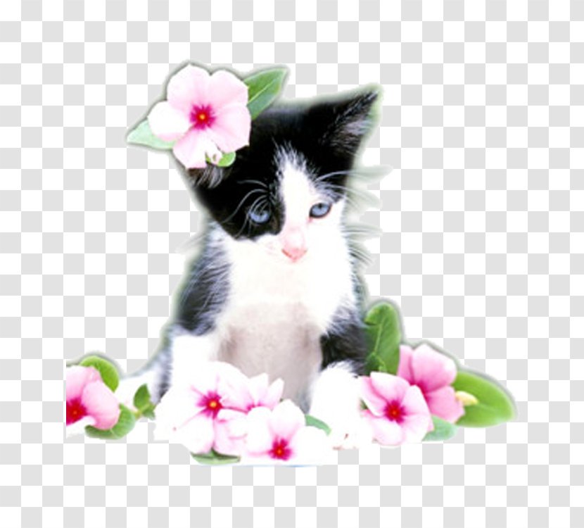 Cat Kitten Felidae Puppy Cuteness - Felis Transparent PNG