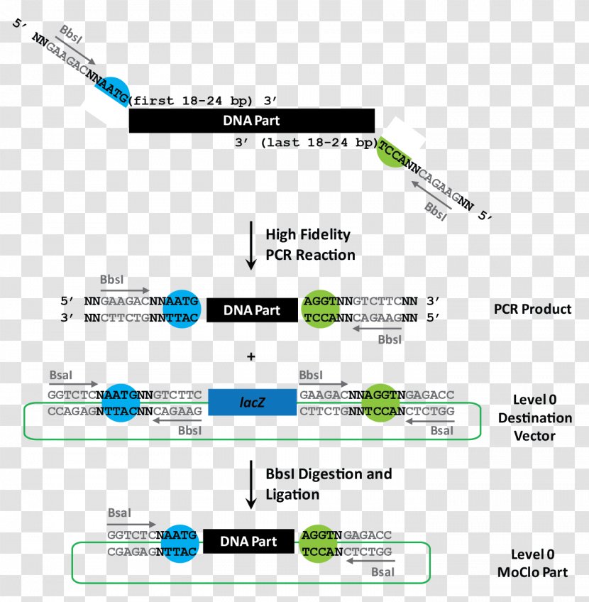Restriction Site Enzyme Polymerase Chain Reaction Vector Cloning - Plasmid Transparent PNG