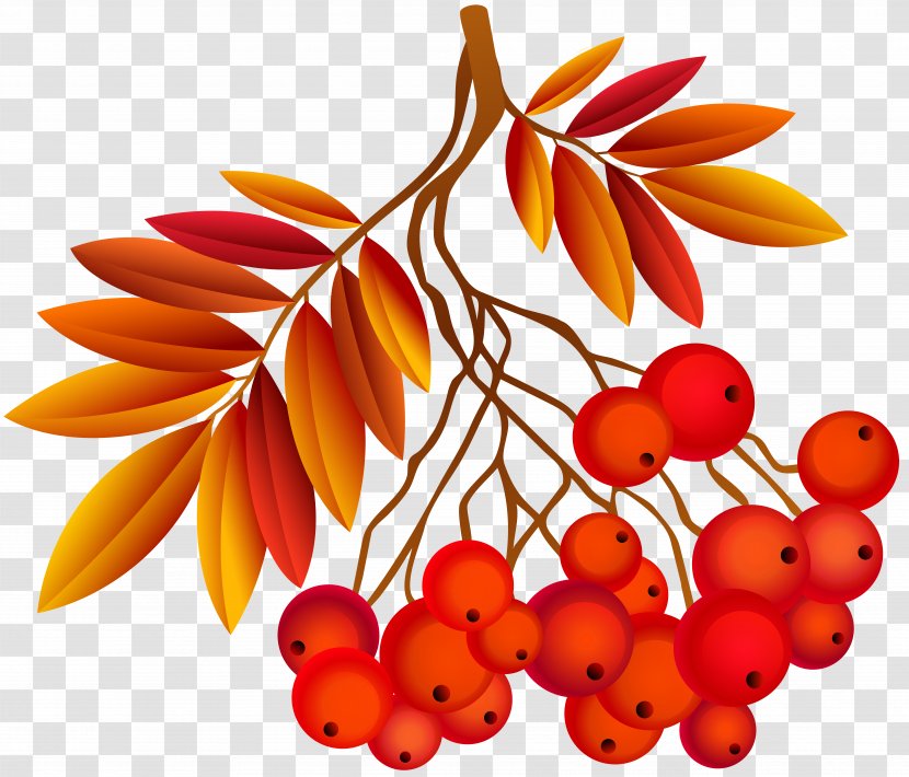 Autumn Southern Hemisphere Northern Season September Equinox - Food - Leaf Deco Plant Image Transparent PNG