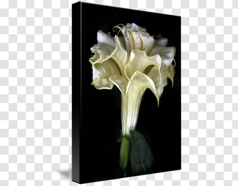 Daturas Flower Tulip Floral Emblem Design - Rose - Angel Trumpet Transparent PNG