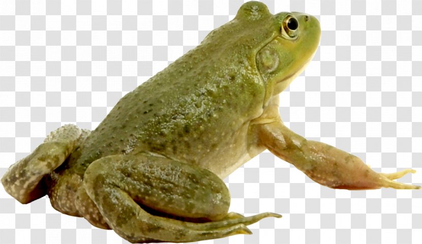 Frog Photoshop Contest - Fauna - Green Transparent PNG