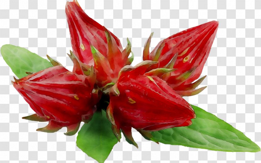 Alstroemeriaceae Rosemallows Lily M - Anthurium Transparent PNG