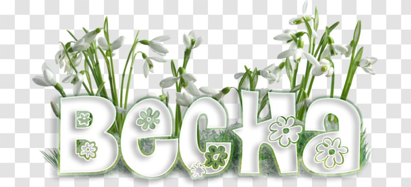 Mărțișor March 1 Snowdrop Sibiu Spring - Flower - Grass Family Transparent PNG