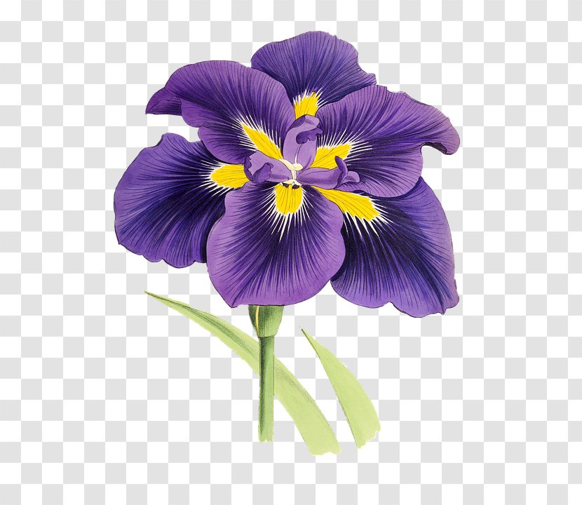 Flower Plant Lilium Clip Art - Color - Purple Iris Transparent PNG
