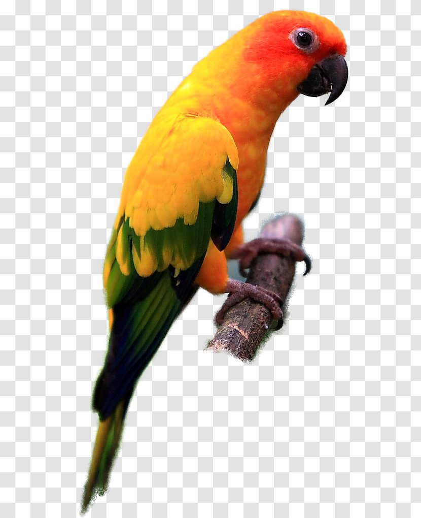 Parrot Lovebird Sun Conure Jandaya Parakeet - Budgerigar - Colour Clipart Transparent PNG