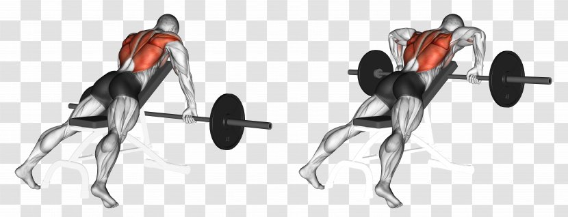 Bent-over Row Dumbbell Bench Exercise - Muscle Transparent PNG