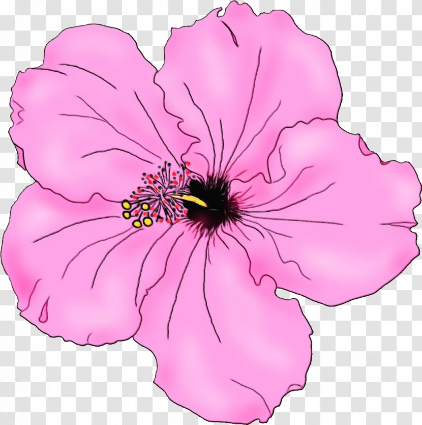 Flowering Plant Petal Pink Flower - Watercolor - Hibiscus Hawaiian Transparent PNG