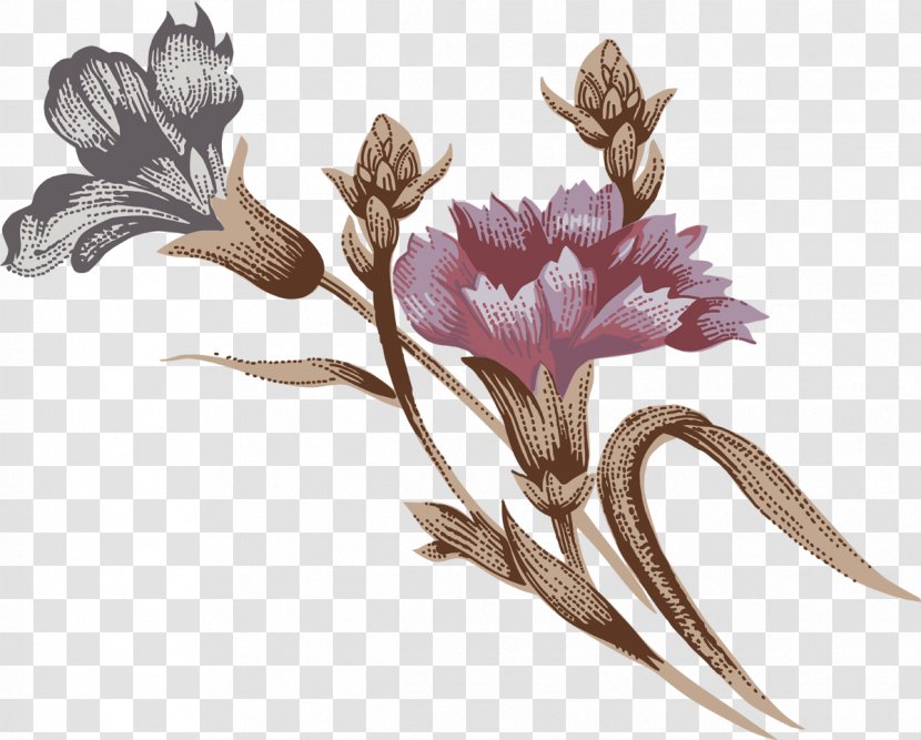 Carnation Flower Drawing - Motif - CARNATION Transparent PNG