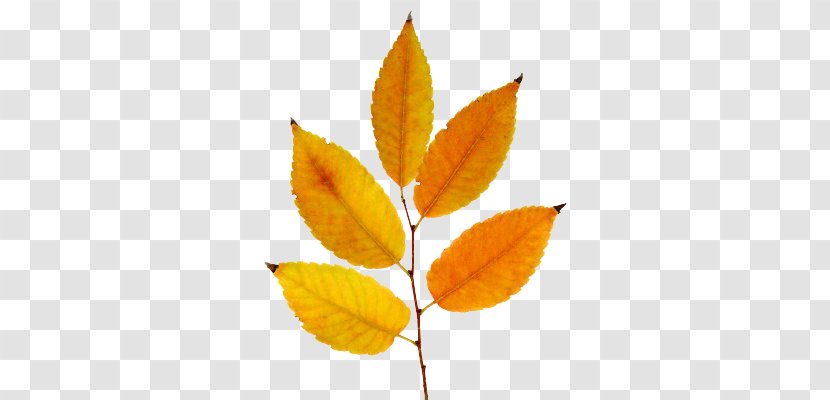 Leaf Deciduous - Branch Transparent PNG