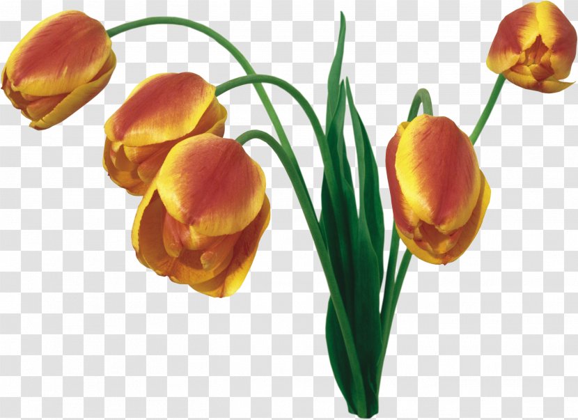 Tulip Flower Bouquet Desktop Wallpaper - Lily Family Transparent PNG