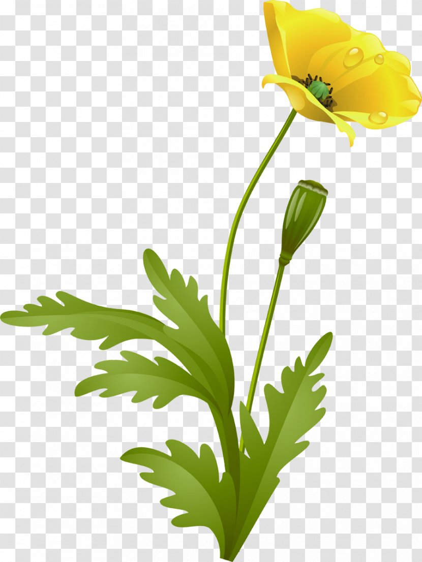 Flower Poppy Raster Graphics - Flora - Gazania Transparent PNG