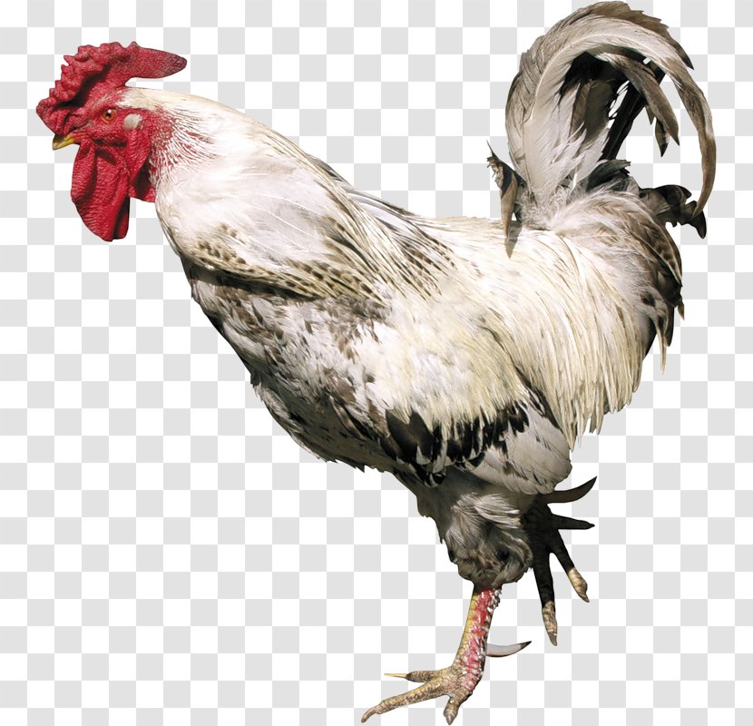 Chicken Rooster Turkey Poultry - Galliformes Transparent PNG