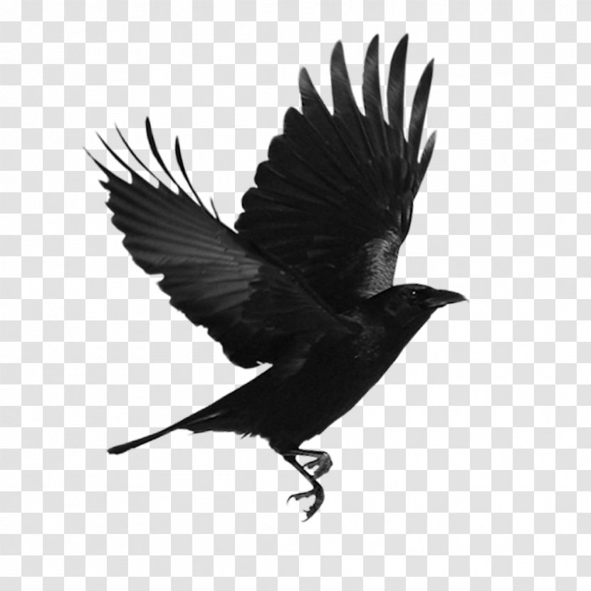 Black Bird - Flight - Raven Transparent PNG