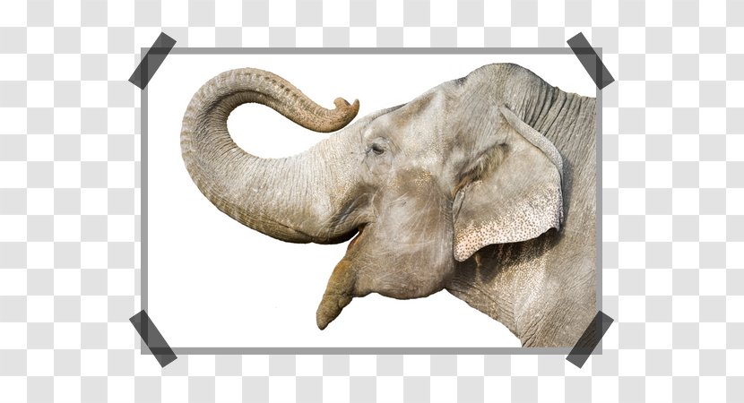 African Bush Elephant Elephants Proboscideans Indian Image - Horn Transparent PNG