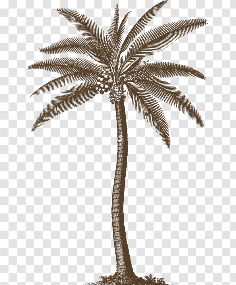 The Natural History Of Barbados Arecaceae Printmaking Picture Frames AllPosters.com - Griffith Hughes - Grey Areca Tree Transparent PNG