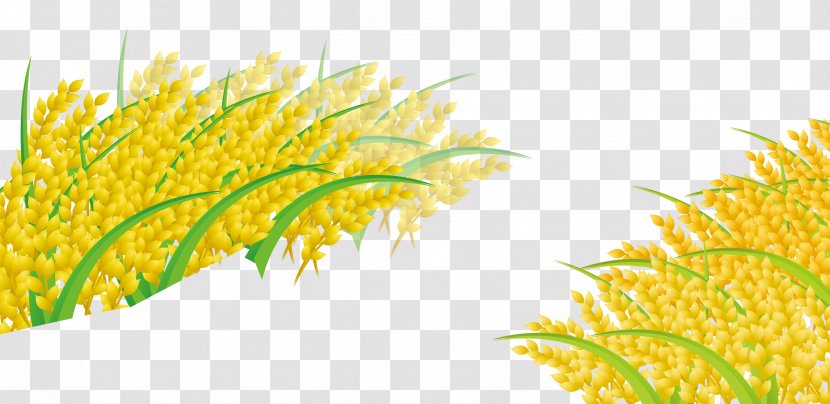 Rice Cereal Computer File - Grass Transparent PNG
