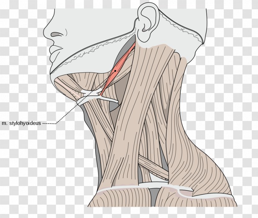 Sternocleidomastoid Muscle Omohyoid Human Body Neck - Heart - Silhouette Transparent PNG