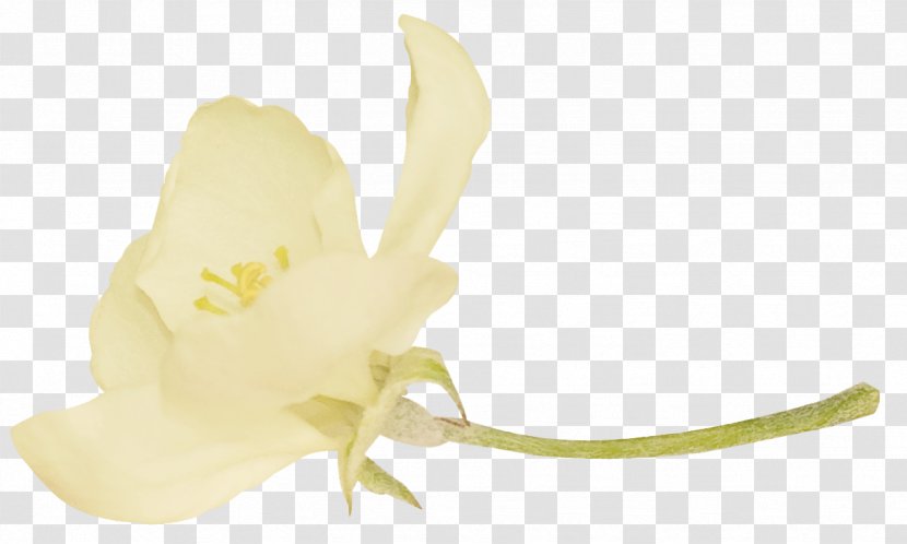 Petal Close-up Computer Flowering Plant Wallpaper - Closeup - Tulip Flowers Transparent PNG