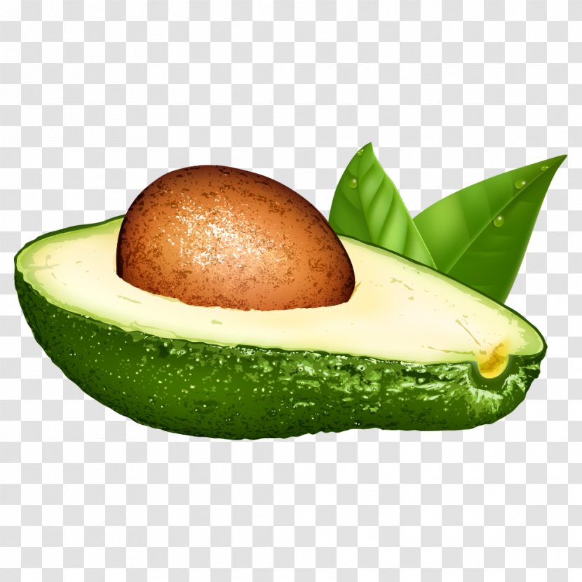 Avocado Euclidean Vector Illustration - Drawing - Fruit Transparent PNG