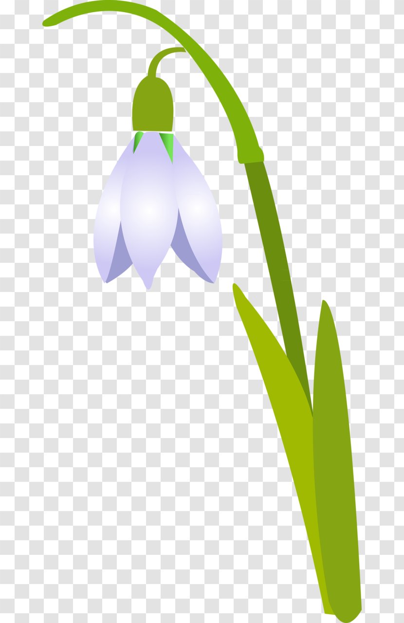 Snowdrop Petal Flower Clip Art Transparent PNG