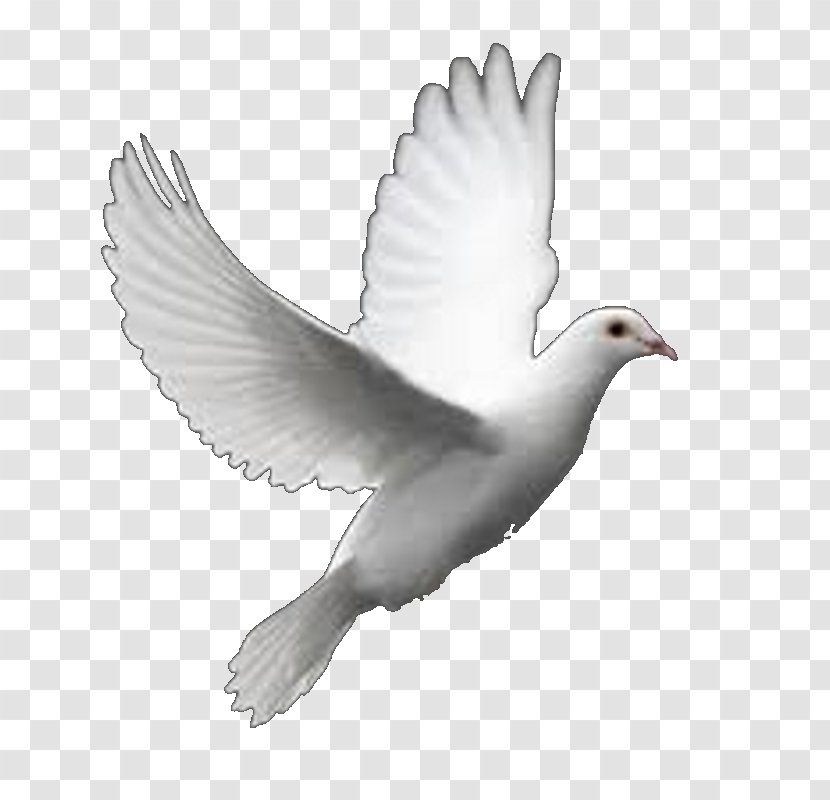 Columbidae Bird Perfect Flight White Dove Releases Clip Art - Wildlife Transparent PNG