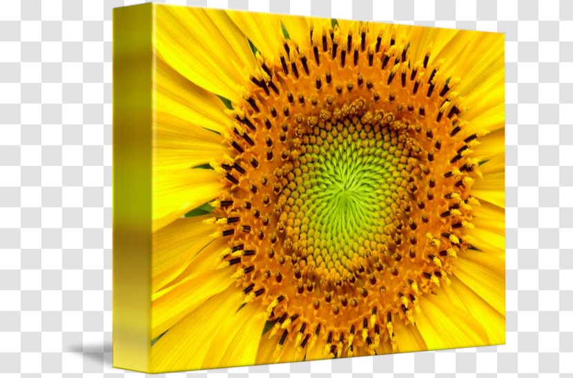 Imagekind Art Canvas Poster Wall - Sunflower Seed Transparent PNG