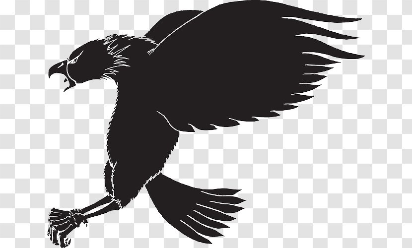 Bird Bald Eagle Clip Art - Beak Transparent PNG