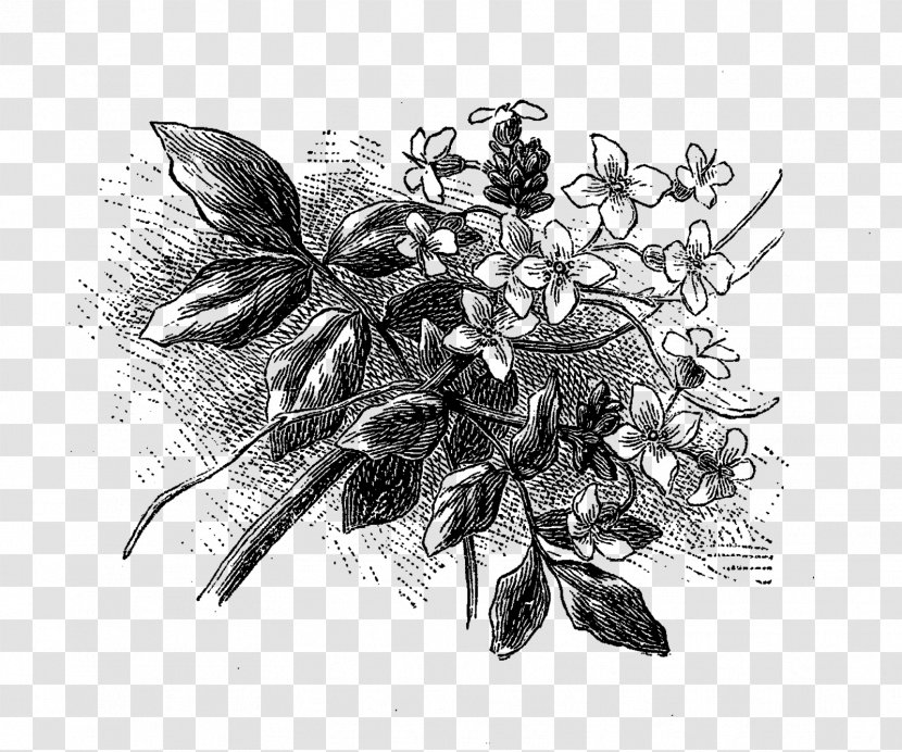 Drawing Visual Arts Black And White Monochrome Photography - Flower Illustration Transparent PNG