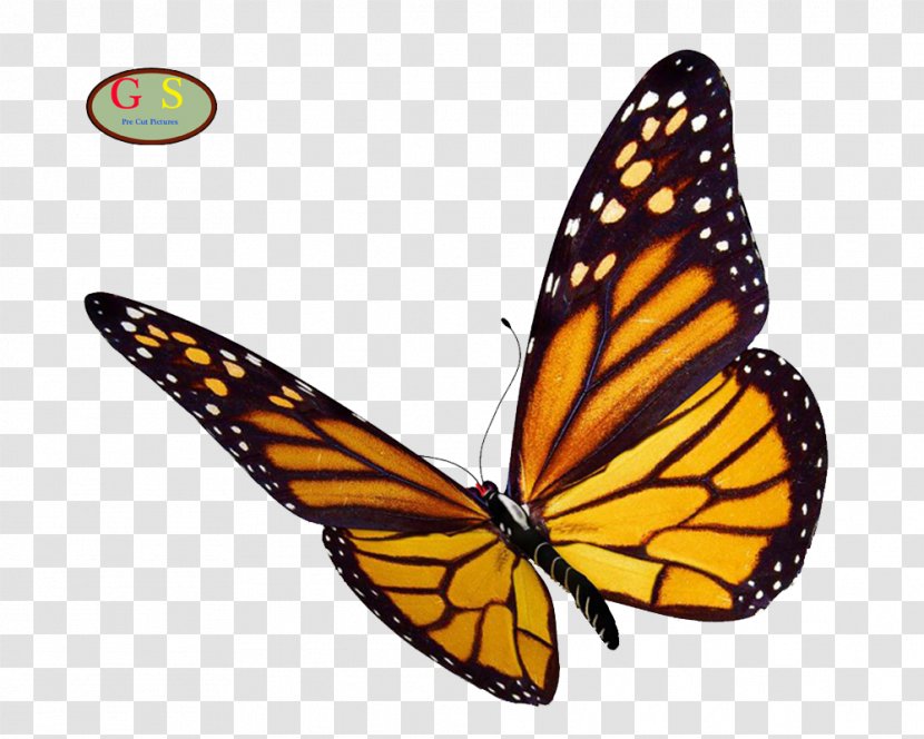 Monarch Butterfly Clip Art - Wing Transparent PNG