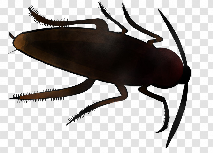 Insect Pest Beetle Cockroach Blister Beetles Transparent PNG