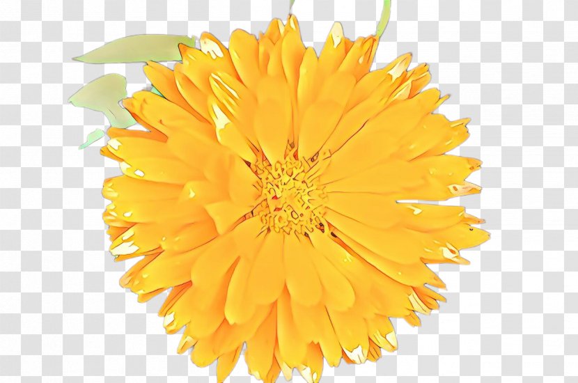 Flowers Background - Pollen - Flowering Plant Perennial Transparent PNG