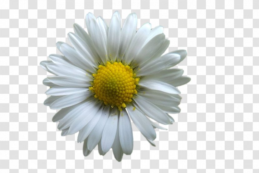 Flower Common Daisy Petal White - Chamaemelum Nobile - BLOSSOM Transparent PNG